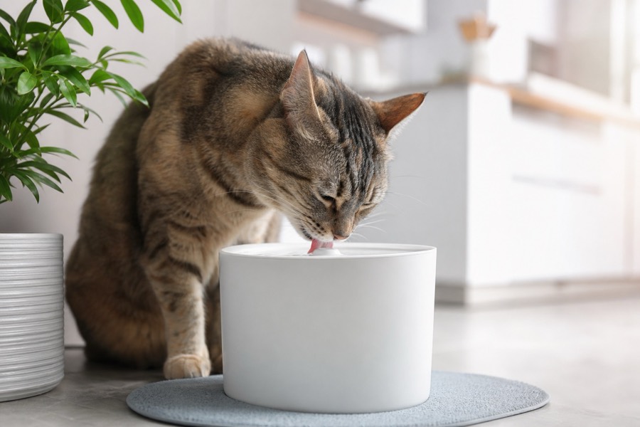 cat water fountain setup
